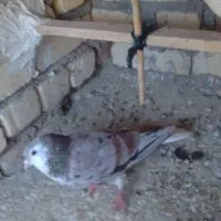 کفتر|پرنده|کاشان, عربها|دیوار