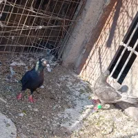 جفت کفتر پلاکی