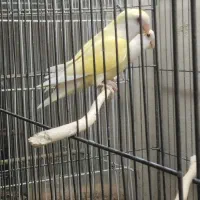 یک جفت کوتوله برزیلی معاوضه نرگسی قناری|پرنده|شیروان (خراسان), |دیوار