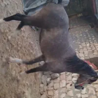 کره اسب کرد|اسب و تجهیزات اسب‌سواری|ری, علایین|دیوار