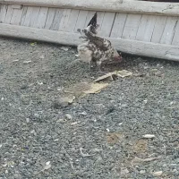 مرغ گلین لری قلم سبز