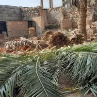 برش و قطع نخل در سراسر استان رایگان|خدمات باغبانی و درختکاری|بندر کنگان, |دیوار