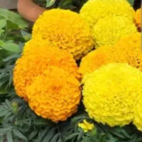 ناندینا جعفری گیاه کاملیا اطلسی گل ام پریشن پرشین