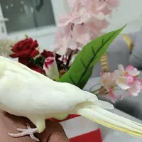 عروس هلندی ماده|پرنده|شاهین‌شهر, گرگاب|دیوار