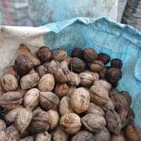 فروش گردو تازه