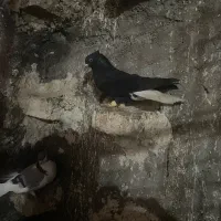 کبوتر|پرنده|محمدیه-قزوین, |دیوار