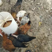 جوجه محلی|حیوانات مزرعه|طبس, |دیوار