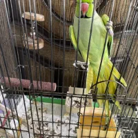 فروش طوطی خانگی سخنگو|پرنده|حمیدیا, |دیوار