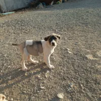 دوتا توله نر وماده