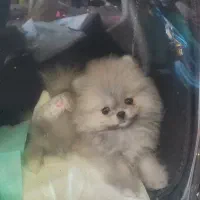 پامرخرسی سایز صفر