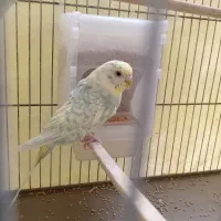 مرغ عشق ماده رنگین کمانی