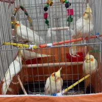 عروس هلندی|پرنده|بوئین زهرا, |دیوار