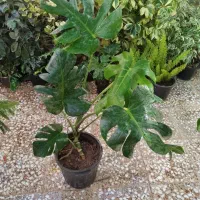 گل آپارتمانی|گل و گیاه طبیعی|قم, زاد|دیوار