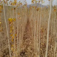 فروش نهال های صنوبر