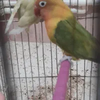 طوطی برزیلی|پرنده|اردبیل, |دیوار