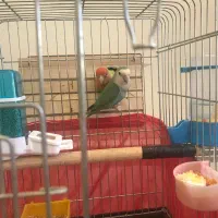 عروس هلندی مولد ‌طوطی برزیلی مولد