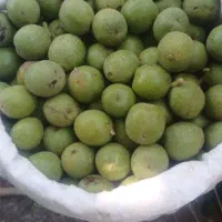 فروش گردو