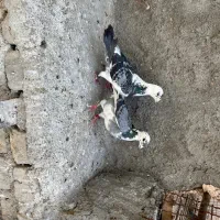 نروماده ابلغ پلاکی ومسافتی شناسنامه دار