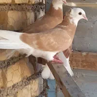 شازده زرد قاب،خفت ، تخت دم سفید