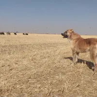 سگ خراسانی گله ای