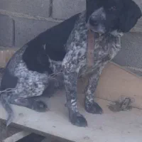 سگ‌ شکاری المانی