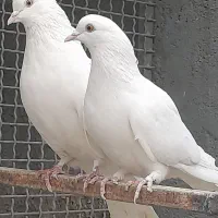 کبوترفروشی|پرنده|کاشان, میدان میوه تره بار|دیوار