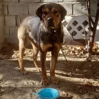 سگ ماده شکاری|سگ|سیرجان, |دیوار