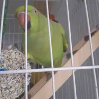 گمشده ملنگو