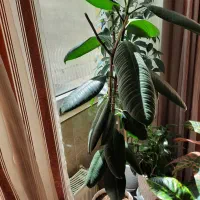فروش گل قاشقی، گندمی، فیکوس