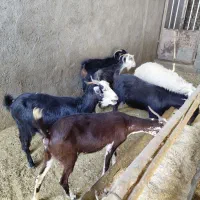 ۷تا بز دورگ درشت قیمت دونه ۱۳تومن