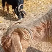 فروش فوری 5 عدد بز محلی با هم