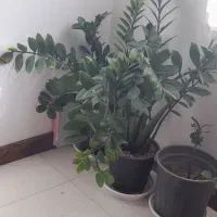 پرستار خانم  تمام وقت