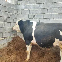 گوساله پرواری هرسین|حیوانات مزرعه|هرسین, |دیوار