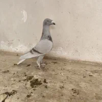 هومر اگزبیشن