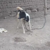 سگ پاکوتاه خانگی