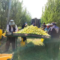 تعدادی خانم زبر و زرنگ برای چینش سیب (سورت)در باغ