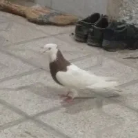 کفتر معاوضه