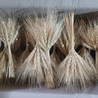 سمبل  ،سبزه|گل و گیاه طبیعی|سلطانیه, |دیوار