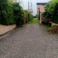 باغبانی و باغچه سازی|خدمات باغبانی و درختکاری|آمل, |دیوار