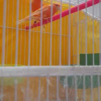 جوجه قناری|پرنده|مشهد, طبرسی شمالی|دیوار