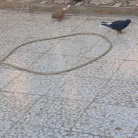 سوسنگرد|پرنده|سوسنگرد, |دیوار