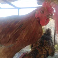 جوجه مرغ و خروس محلی