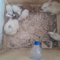 خرگوش|موش و خرگوش|کوه چنار, |دیوار