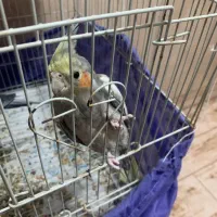 عروس هلندی سخنگو|پرنده|کاشان, آیت الله سعیدی|دیوار