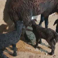 تعدادی گوسفند قزل