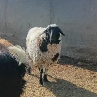 بره. رومانف ماده یک ساله|حیوانات مزرعه|گزیک, |دیوار