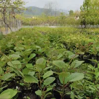 فروش نهال کیوی یکساله،دوساله،(تلخ)درتالش زیر قیمت