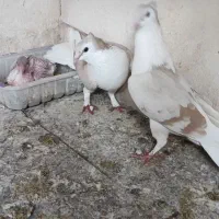 پشت زرد کاکلی|پرنده|اصفهان, تخت فولاد|دیوار