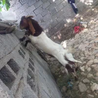 نر  پاکستانی