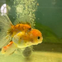 گلدفیش نژاد دار